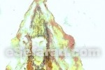 eSefarad