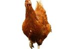 eSefarad