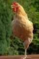 eSefarad